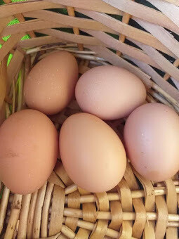 Huevos  (1/2 docena)