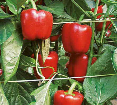 Pemento cadrado vermello (450-500 gr)