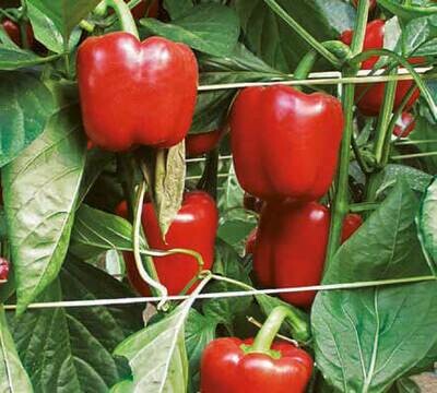 Pemento cadrado vermello (450-500 gr)