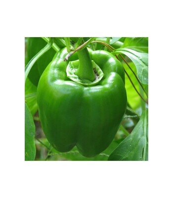 Pemento  verde (400-500 gr)