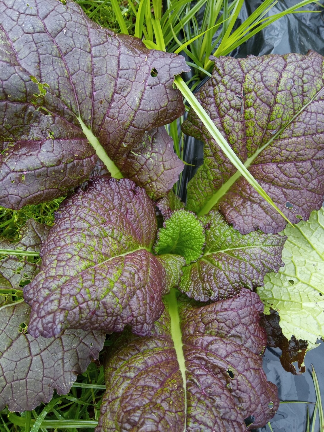 Mostaza Vermella (manoxo)