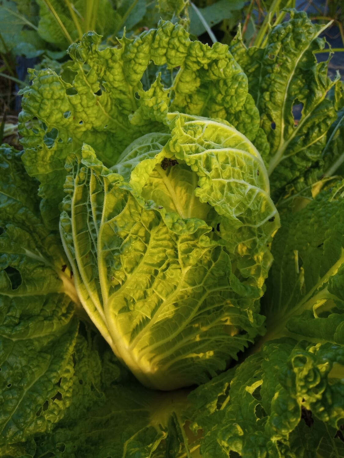 Col china (1 -1,2 kg)