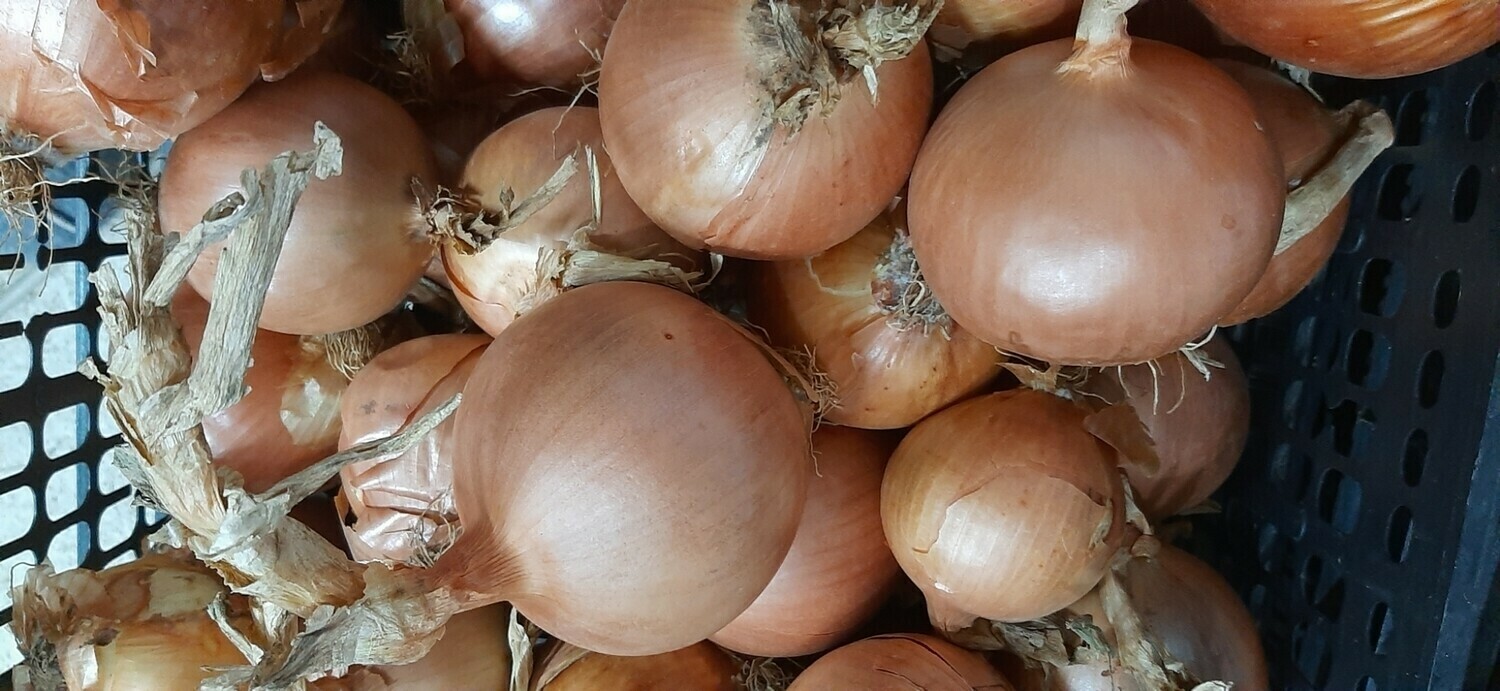 Cebolla redonda (kg)