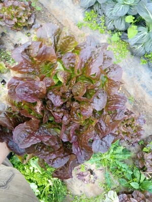 Lechuga hoja de roble (pieza)