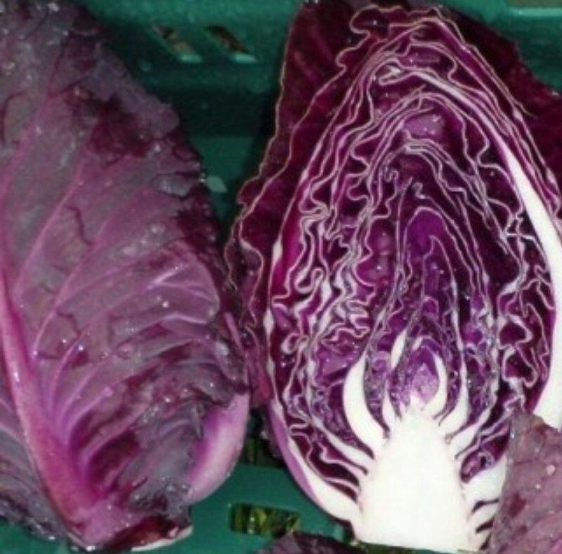 Repollo Picudo rojo (pieza)