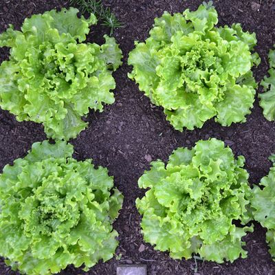 Lechuga riza verde (pieza)