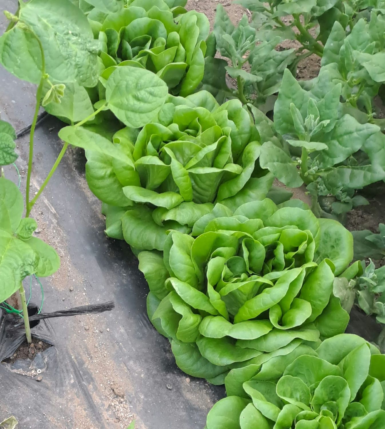 Lechuga lisa verde  (pieza)