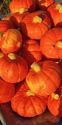 Cabaza potimarron entera (1,1-1,3 kg)