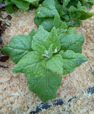 Espinaca tetragonia (200gr.)