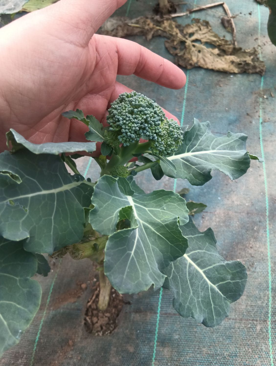 Brotes de brécol (500 gr)