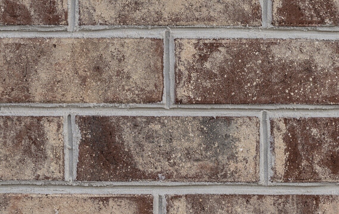 PALMETTO - Hartsville Rose