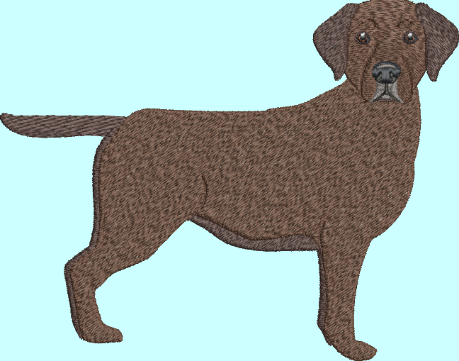 Chocolate Lab Embroidery Design