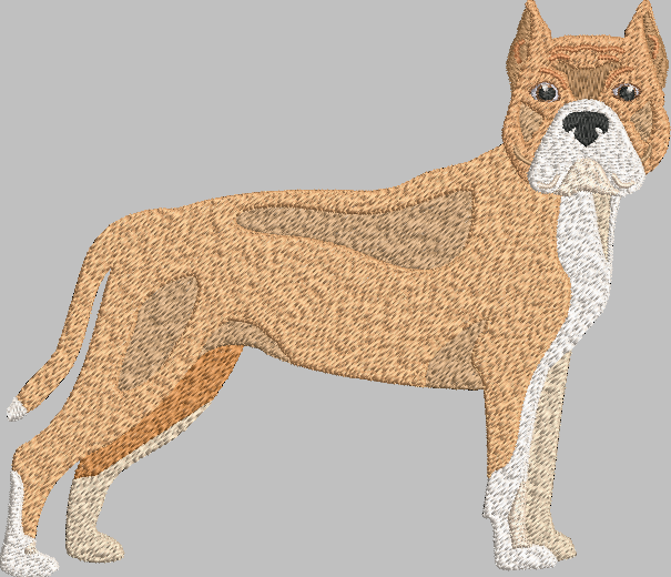American Staffordshire Bull Terrier Embroidery Design
