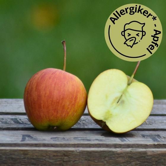 Rubinette Apfel, Neue Ernte! Altländer Äpfel Klasse I. zur Abholung oder Versand! Rubinette Apfel, Neue Ernte! Altländer Äpfel Klasse I. zur Abholung oder Versand!