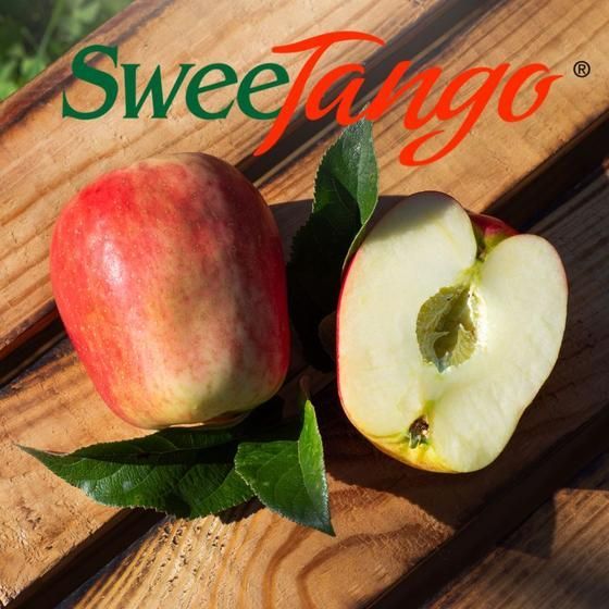 SweeTango Apfel,   Neue Ernte!   Altländer Äpfel Klasse I. zur Abholung oder Versand! SweeTango Apfel,   Neue Ernte!   Altländer Äpfel Klasse I. zur Abholung oder Versand!