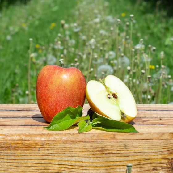 Braeburn Apfel,   Neue Ernte!   Altländer Äpfel Klasse I. zur Abholung oder Versand! Braeburn Apfel,   Neue Ernte!   Altländer Äpfel Klasse I. zur Abholung oder Versand!