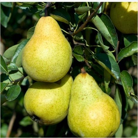 Xenia® Birne,   Neue Ernte!  Die Zuckersüße Birne | Altländer Birnen Kl.I,  zur Abholung oder Versand!