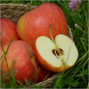 Pinova  zur Abholung oder Versand!