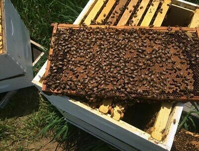 Bees