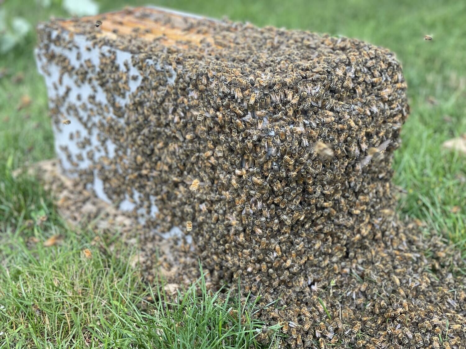 Nucleus Colony