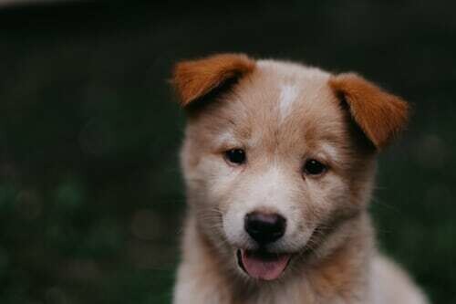 Pet Hair Analysis