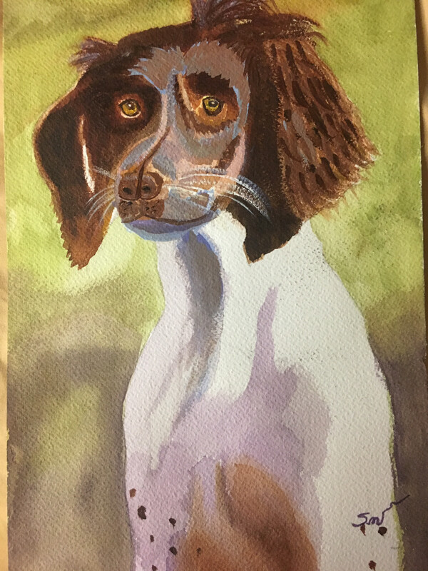 Springer Spaniel