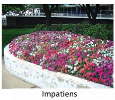 Tray--Impatiens, Choice of 4 colors