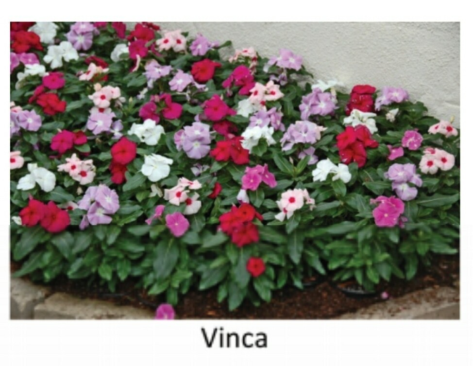 Tray--Vinca, Choice of 3 colors