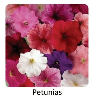 Tray--Petunias, Choice of 4 colors