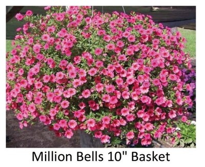 Hanging Basket--Million Bells, Choice of 3 colors
