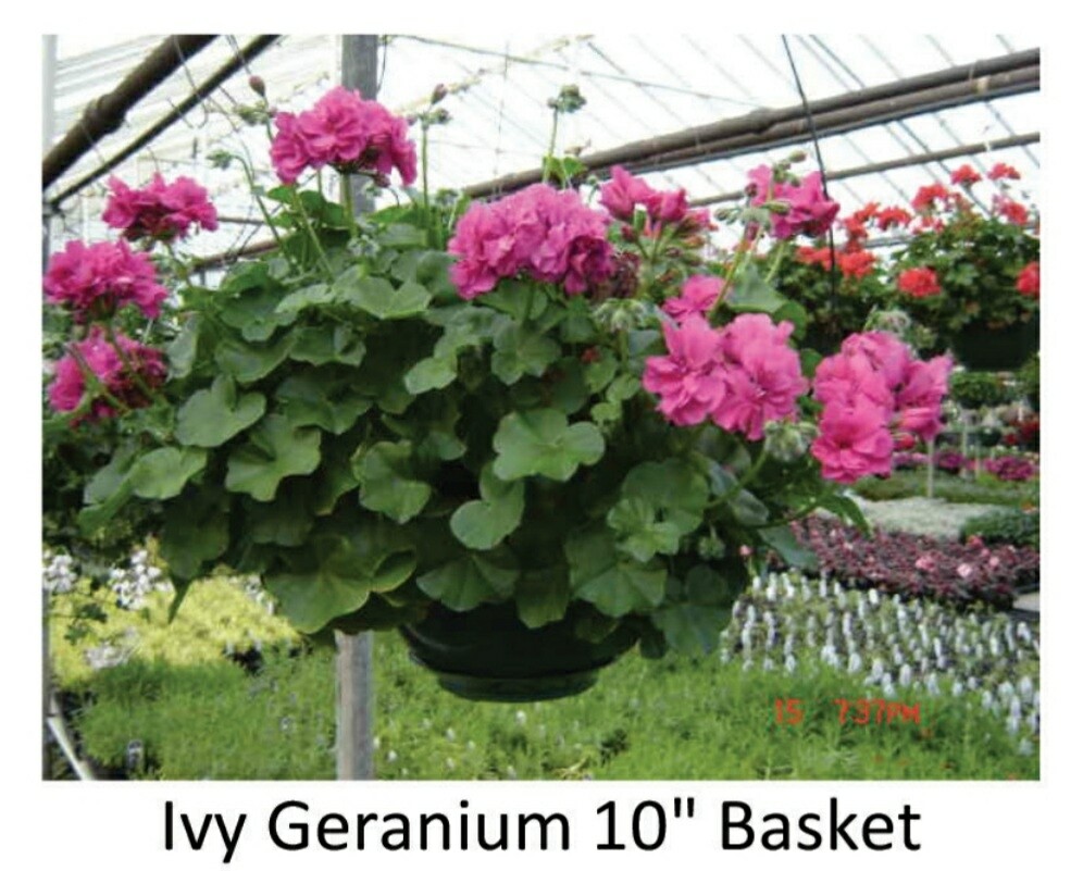 Hanging Basket--Ivy Geranium, Choice of 3 Colors