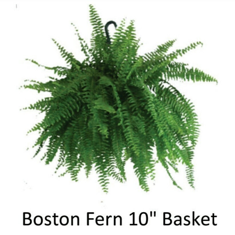 Hanging Basket--Boston Fern