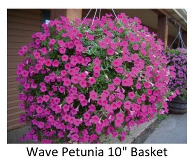 Hanging Basket--Wave Petunias, Choice of 4 colors