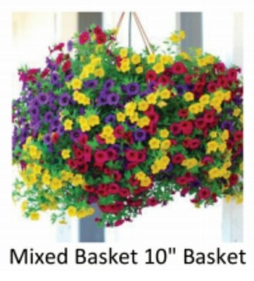Hanging Basket--Mixed Colors