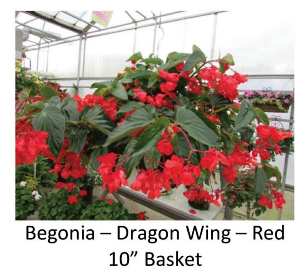 Hanging Basket--Dragon Wing Red Begonia