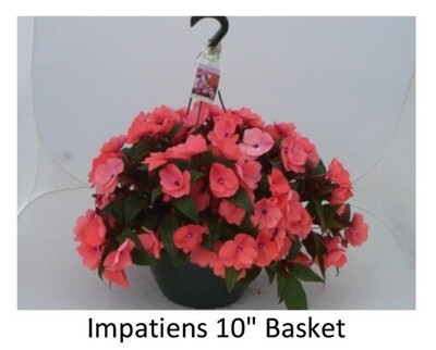 Hanging Basket--Impatients, Choice of 3 colors