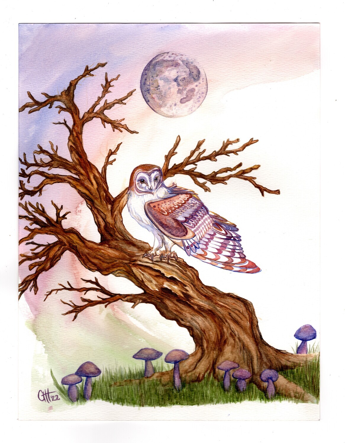 Barn Owl and the Laccaria amethystina