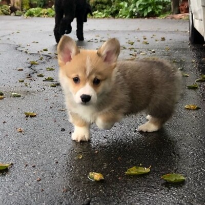 Jina : Buy Smart Corgi Puppy Near Me