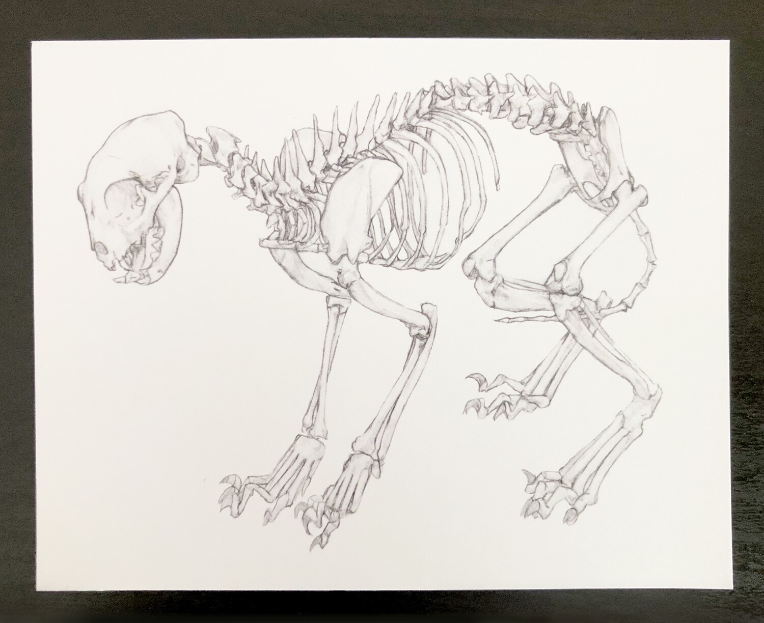 Skeleton Postcard