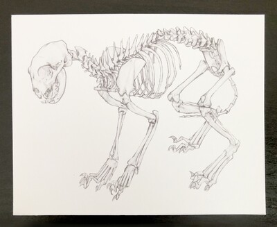 Skeleton Postcard