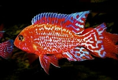 Aulonocara firefish coral red 4/5cmcm
