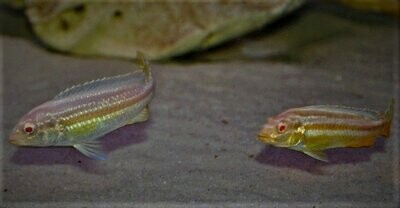 Melanochromis auratus Albinos 6/8cm