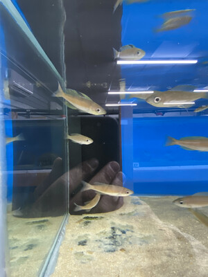 Cyprichromis microlepidotus Kavala 8/10cm