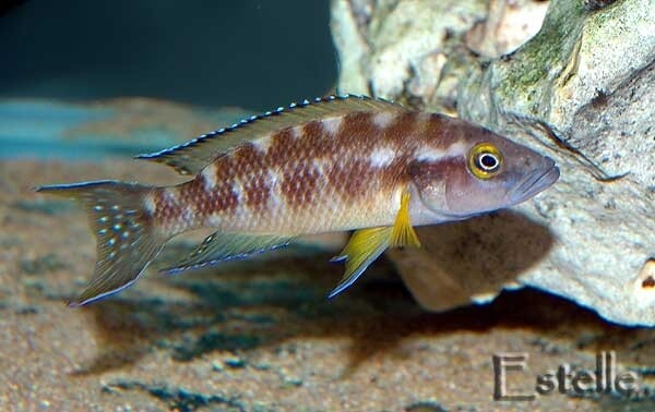 Neolamprologus buescheri Kamakonde 3/4 cm