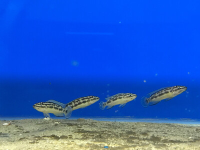 Julidochromis marlieri Katoto 4/6cm