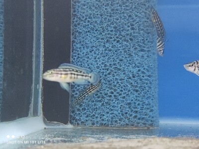 Julidochromis marlieri Bemba 6cm