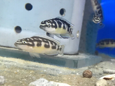 Julidochromis transcriptus Bemba 6-7cm