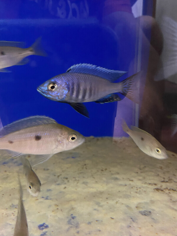 Copadichromis azureus Mbenjii Island    4/6cm