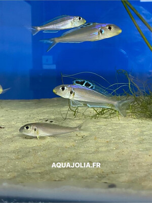 Xenotilapia bathyphilus Kipili 6/7cm Mâles