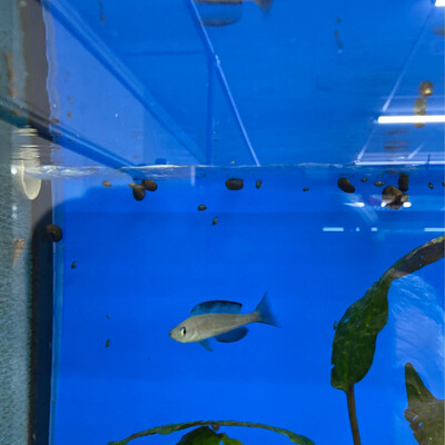 Cyprichromis microlepidotus Kiriza 5/6cm